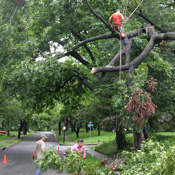 Emergency Tree Services