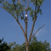 Tree Trimming