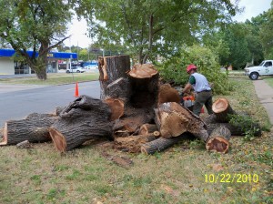 Tree Removal