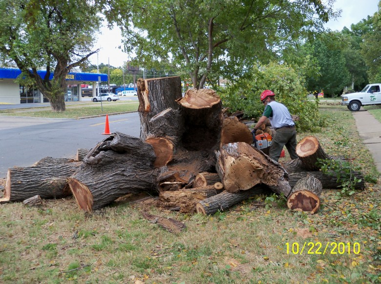 Tree Removal by our Tree Care Team, Tree Care Doctor White Rock Tree