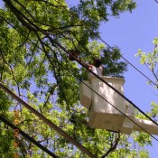 Tree Trimming, Dallas Tree Trimming Services, Tree Trimming Safety