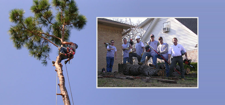 White Rock Tree Wizards Teamwork