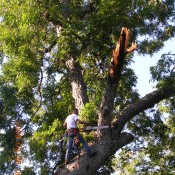 Tree Repair