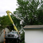 Tree Cutting