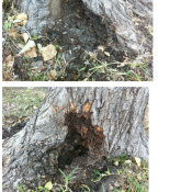 Sometimes root or heart-rot is not as obvious