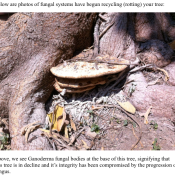 photos of fungal systems have begun recycling (rotting) your tree