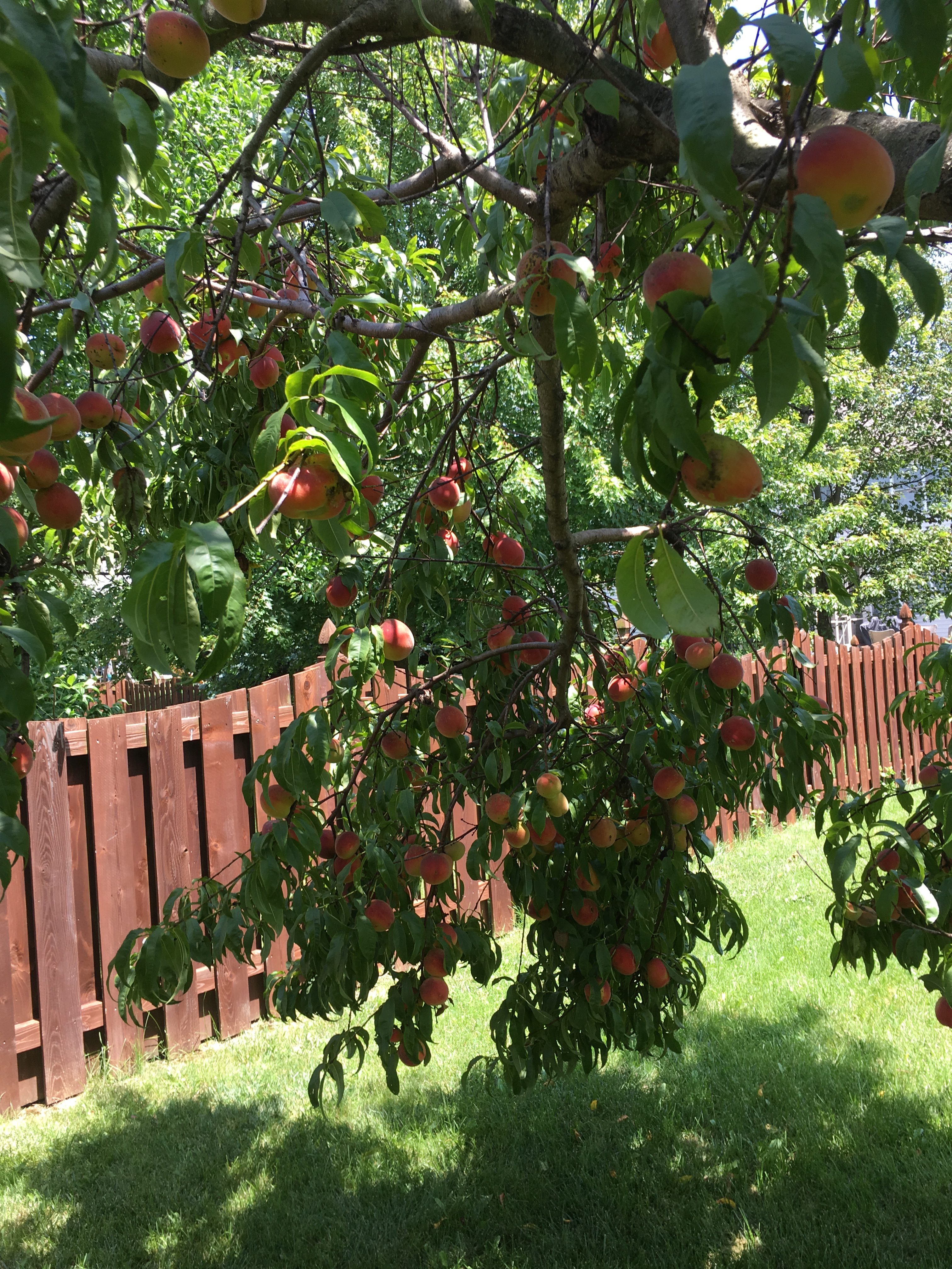 A Fruit Tree Fertilized and Treated by the Dallas Tree Doctor!