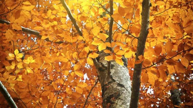 7 Tree Maintenance Tips for Fall | White Rock Tree Wizards