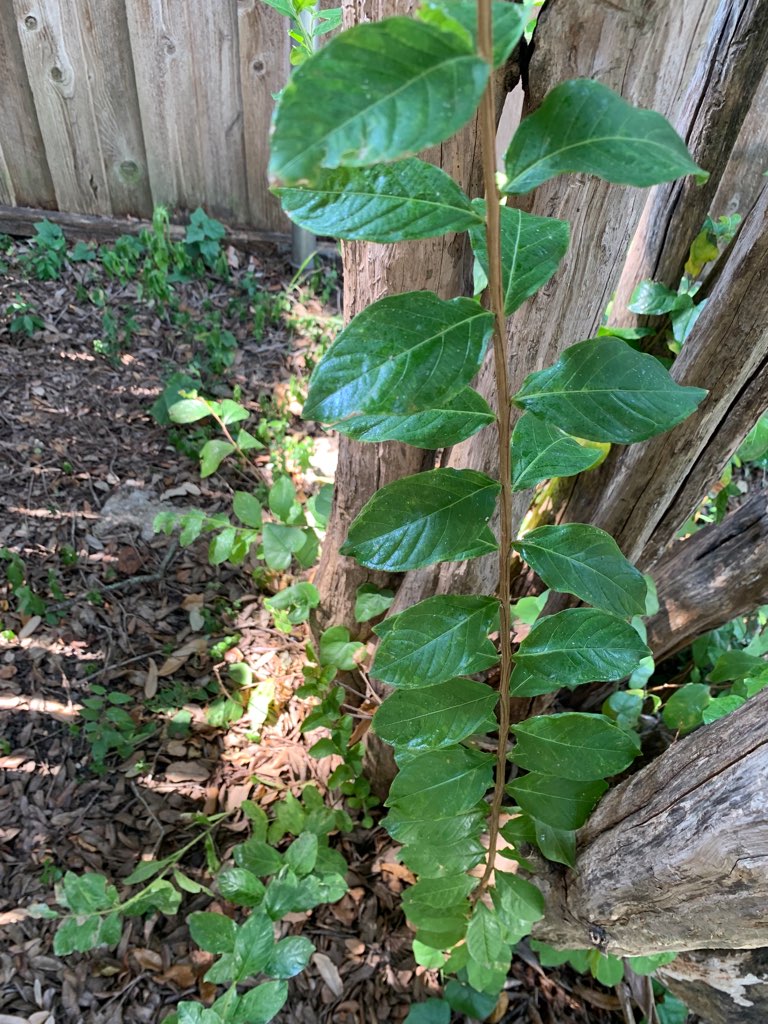 Insects infesting Crepe Myrtle Tree | White Rock Tree Wizards