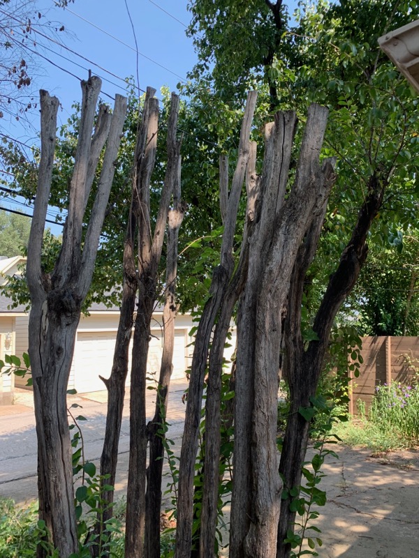 Insects infesting Crepe Myrtle Tree | White Rock Tree Wizards
