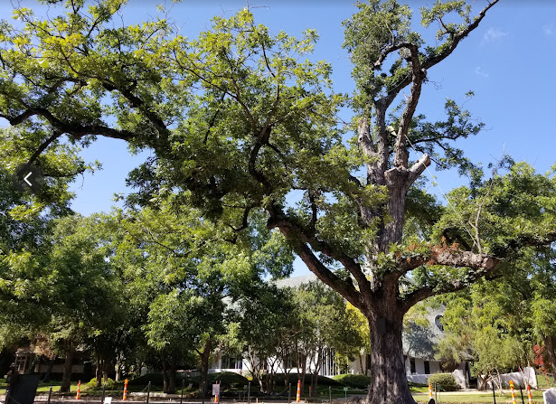 Old Pecan Tree in Highland Park / Dallas Texas